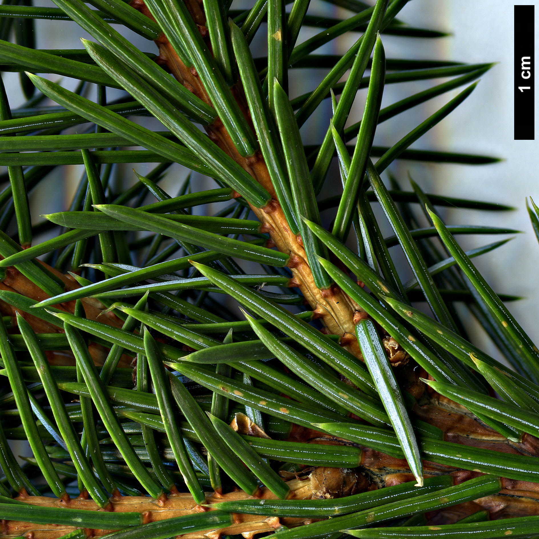 High resolution image: Family: Pinaceae - Genus: Picea - Taxon: ×moseri (P.jezoensis × P.mariana)